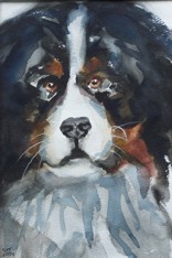 watercolour portrait of a Bernese Mountain Dog