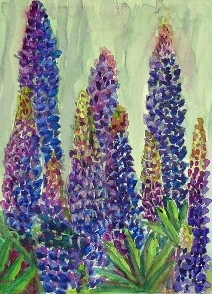 watercolour painting og lupins
