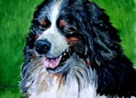 watercolour portrait of a Bernese Mountain Dog